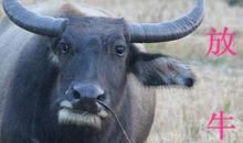 放牛李汉荣读后感