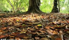 落叶归根读后感