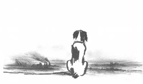 忠实之星