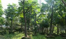 描写香樟树的作文