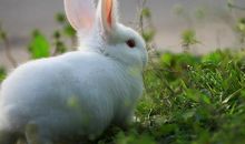 描写小白兔的作文