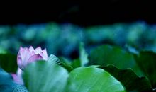 朱自清荷塘月色读后感