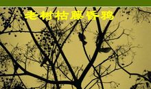 天净沙秋思改写小故事