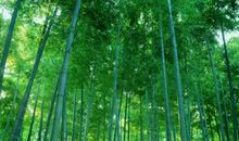 赞美竹子的作文