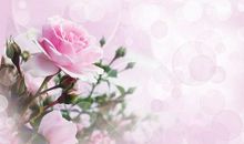 幸福不会遗漏任何人，迟早有一天它会找到你