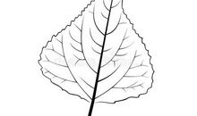 赞美白杨树的作文