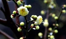 冰雪之后是春天