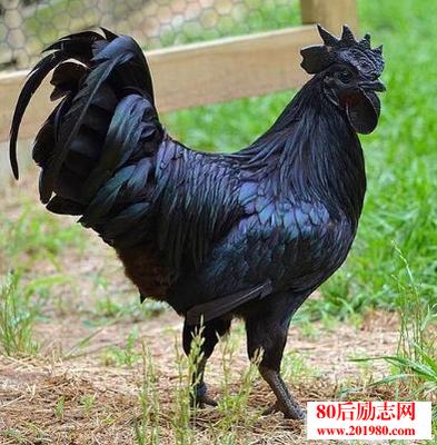 企业家：您是猪还是鸡？