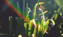 经典语录：一念心清静，莲花处处开