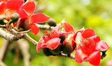 木棉花开读后感