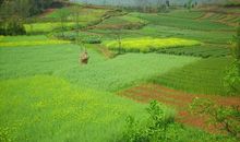 春天的田野作文