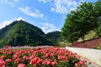 花谷