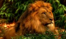 你若是狮子，何须炫耀