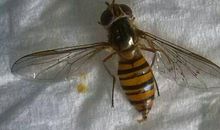 蜜蜂和苍蝇读后感