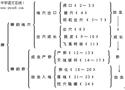 蝉的生活组成