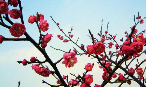 梅花组成