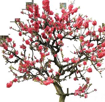 梅花组成