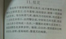 描写桂花树作文