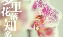 梦里花落知多少读后感