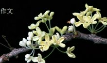 描写桂花树的作文