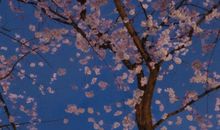 经典语录：愿你一生有山可靠，有树可栖