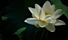 素心于万物，随缘赏浮云