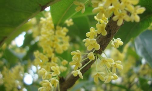 桂花组成