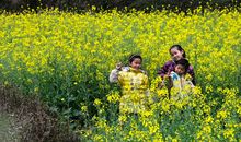 关于春天花的作文