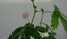 含羞草的观察日记