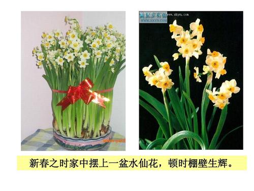 看完那盆水仙花之后