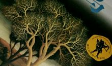 根鸟读后感800字