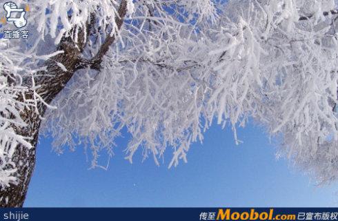 雪松的启示