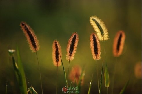 每个父亲都是关键