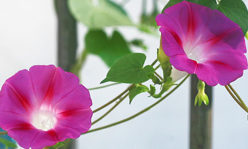 牵牛花组成