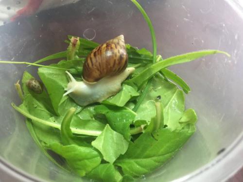 蜗牛观察日记