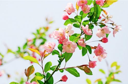 秋海棠花组成