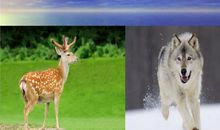 鹿与狼的故事读后感