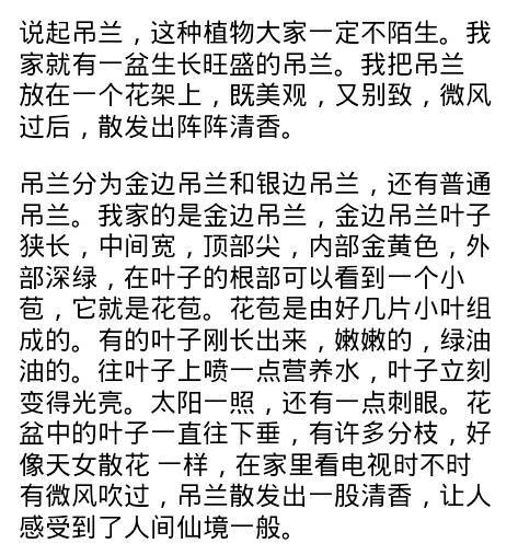 观察日记蜘蛛植物