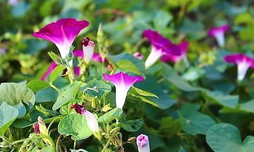 水仙花成分