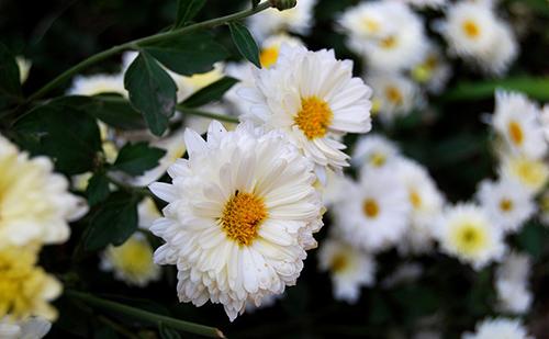 菊花组成