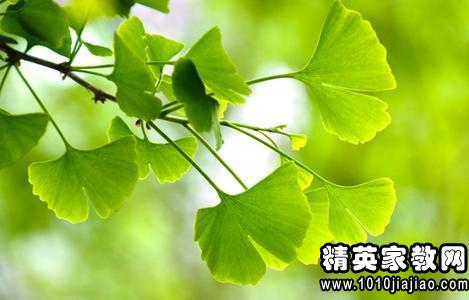 观察日记树