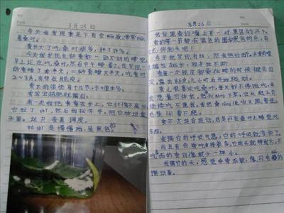 五年级上册数学日记300字