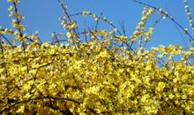 春天的迎春花作文