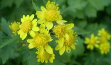 描写菊花的作文