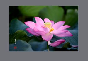 下午读完莲花之后