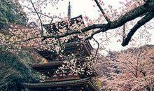 经典语句：让心，像羽毛一样飘动