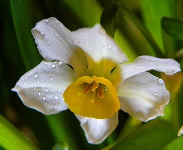 水仙花组成200字