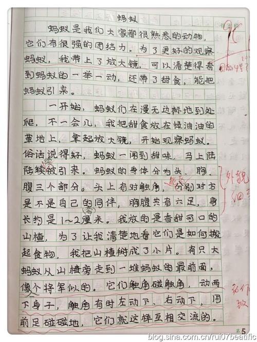 蚂蚁统一构成