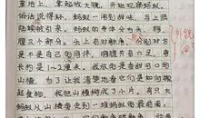 蚂蚁团结的作文