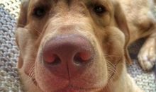 调皮的小狗作文